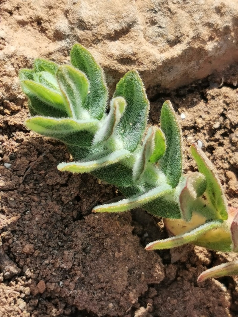 Hypericum pubescens photo 6