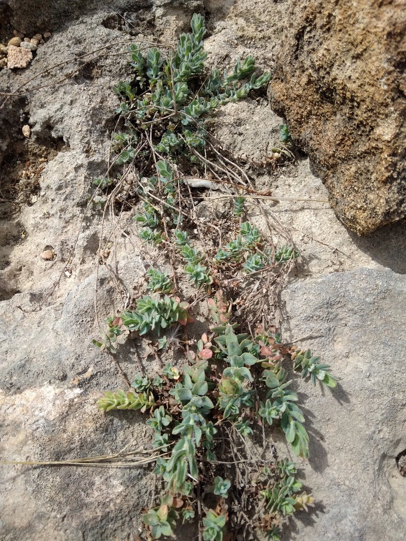 Hypericum pubescens photo 7