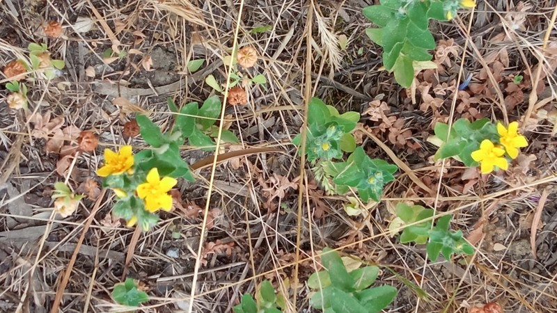 Hypericum pubescens photo 8