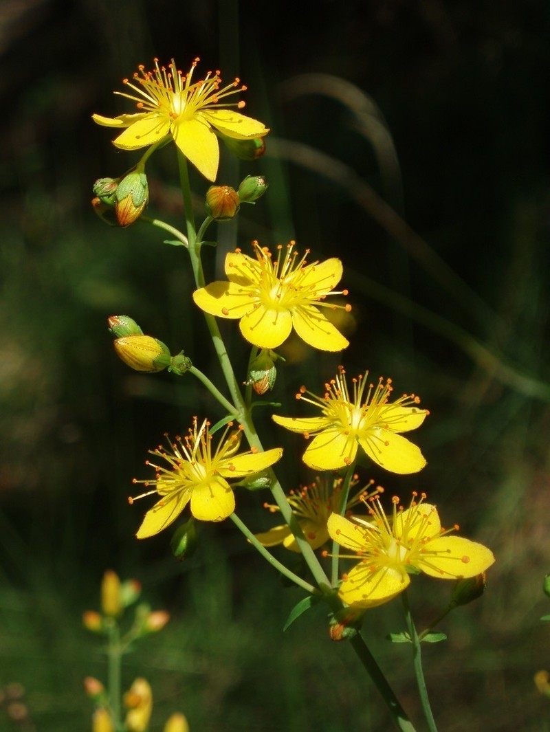 St. Johnswort photo 2