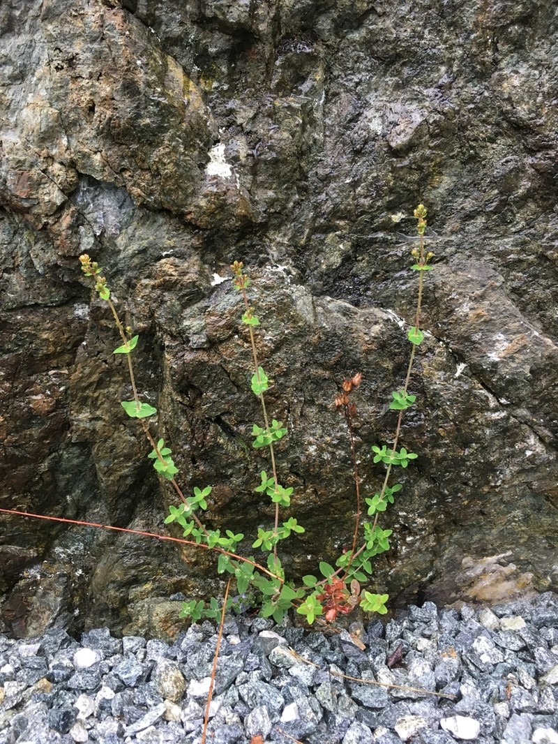 St. Johnswort photo 3