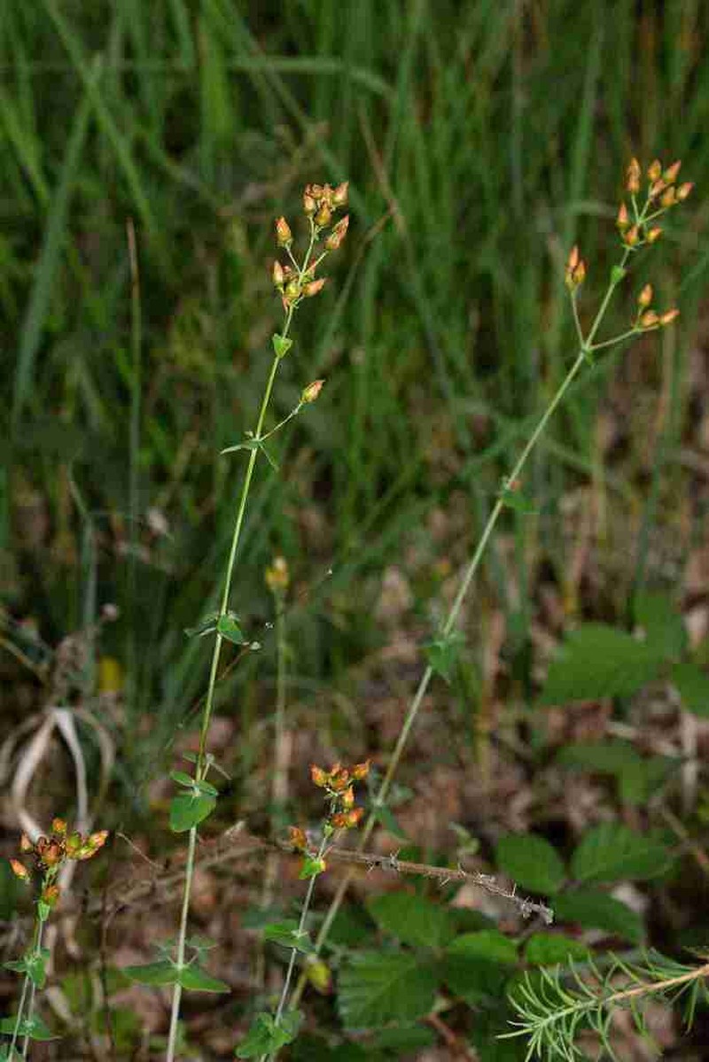 St. Johnswort photo 4