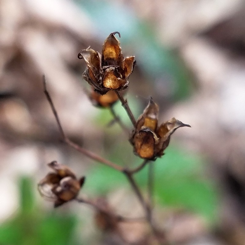 St. Johnswort photo 5