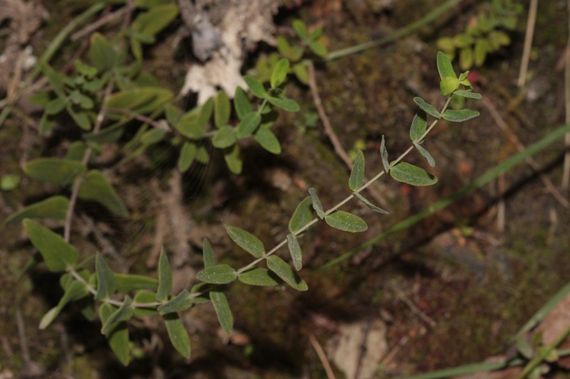 St. Johnswort photo 6