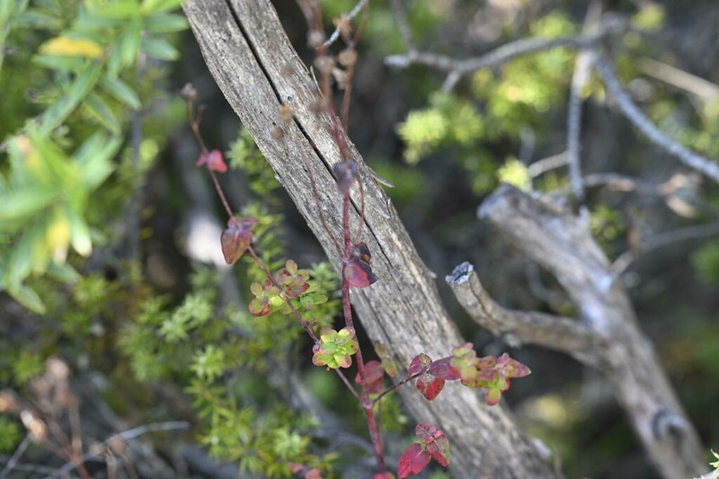 St. Johnswort photo 7