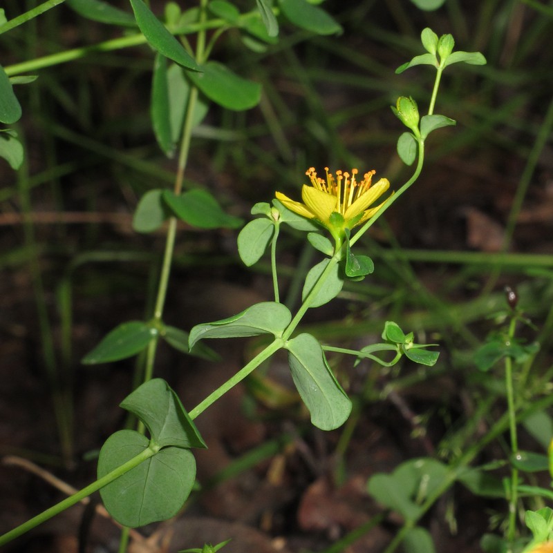 St. Johnswort photo 5