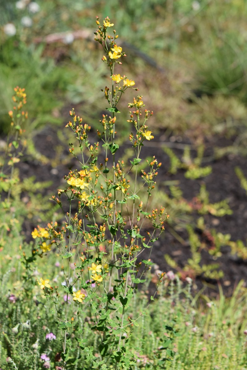 St. Johnswort photo 2