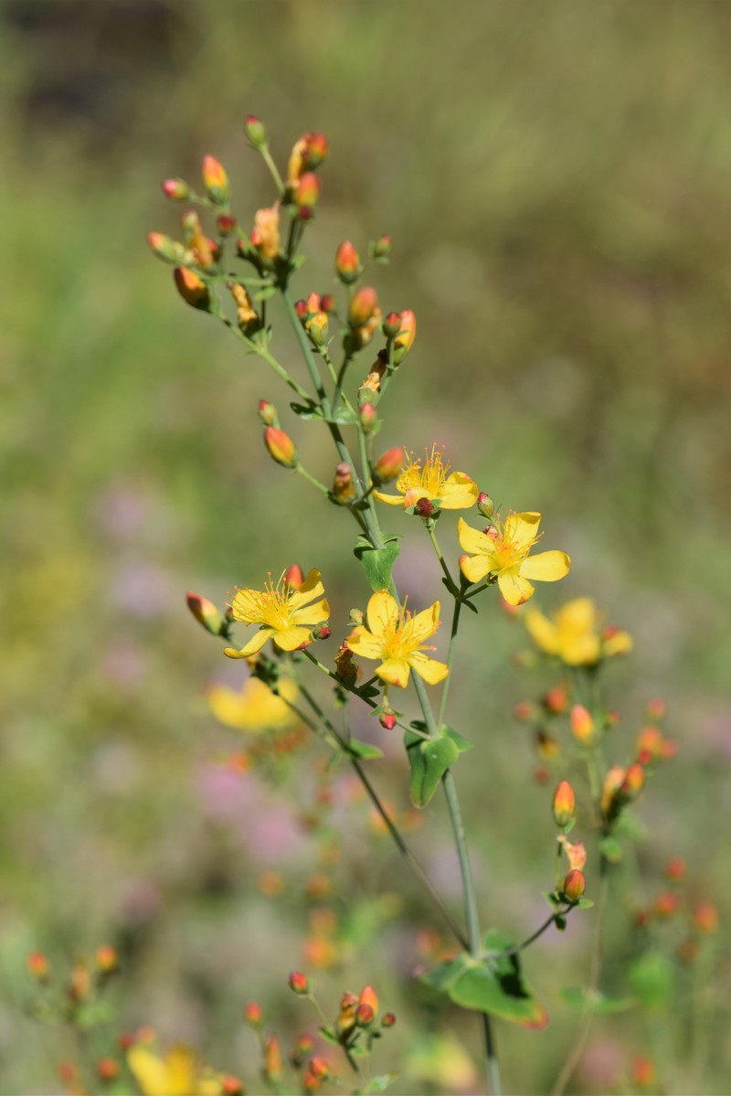 St. Johnswort photo 3