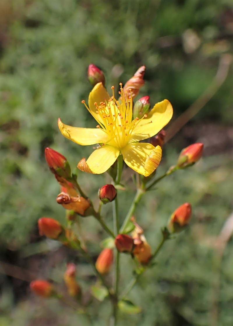 St. Johnswort photo 4