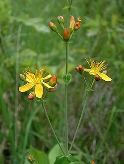 St. Johnswort