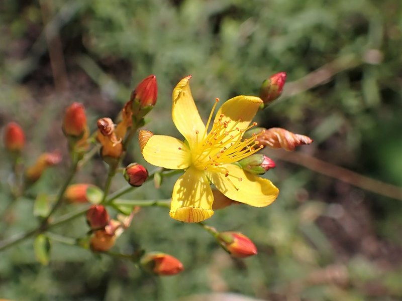 St. Johnswort photo 6
