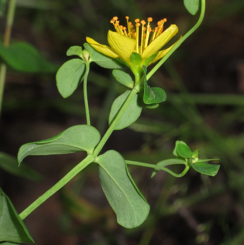 St. Johnswort photo 7