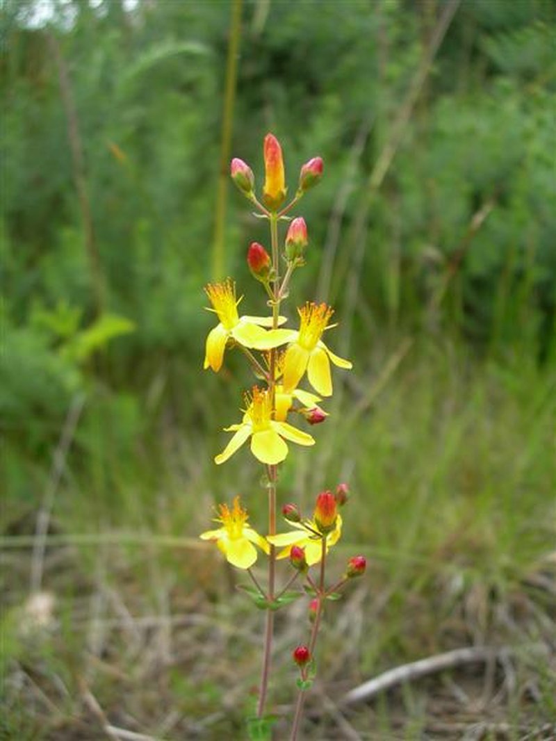 St. Johnswort photo 8