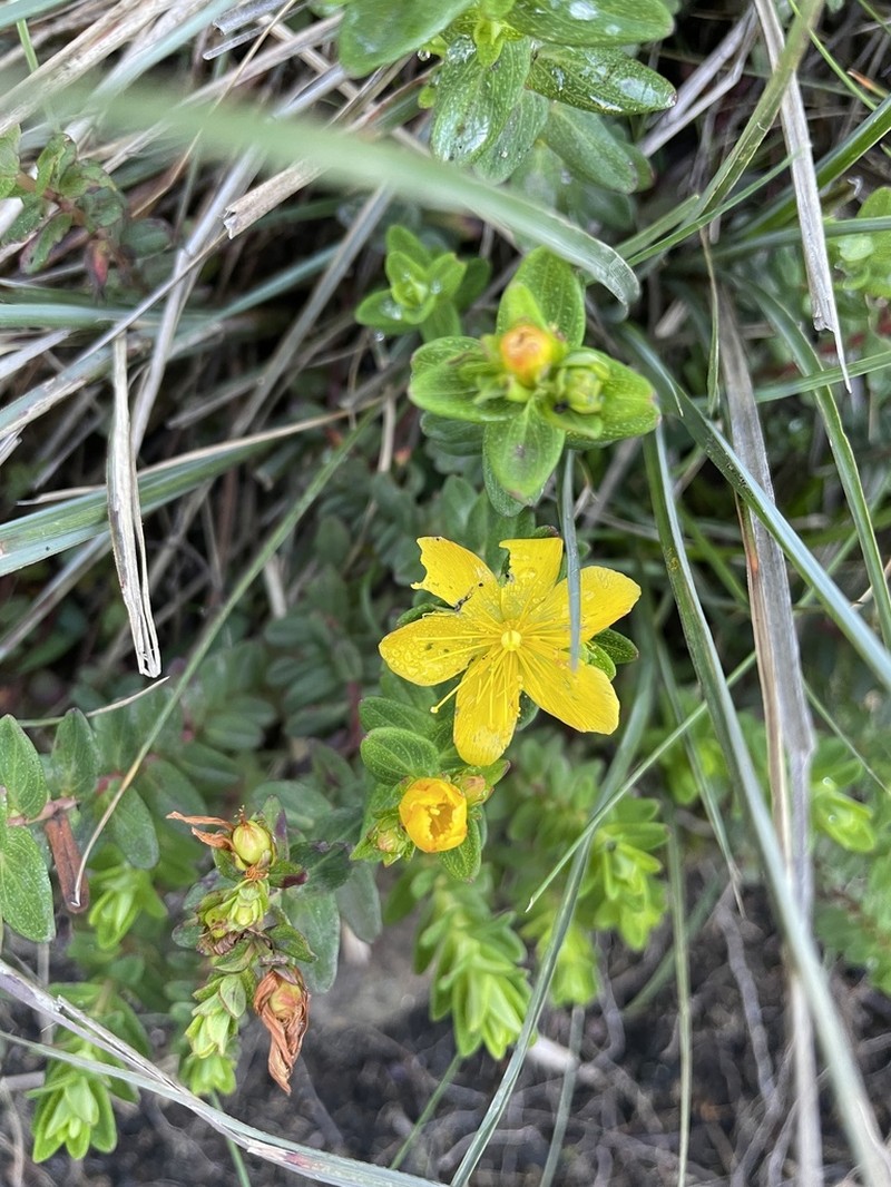 Hypericum pulogense