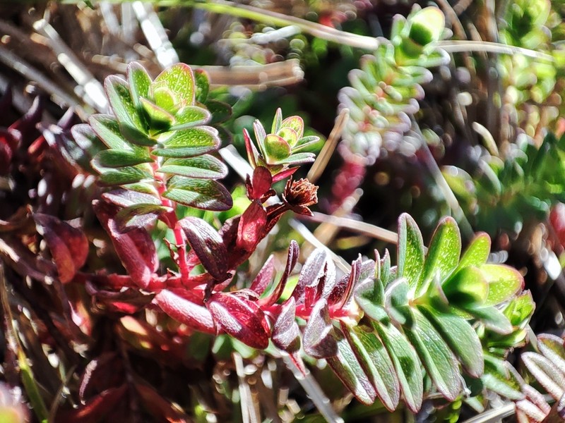 Hypericum pulogense photo 2
