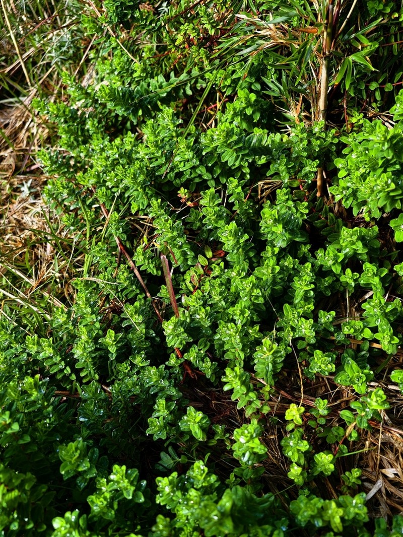 Hypericum pulogense photo 3