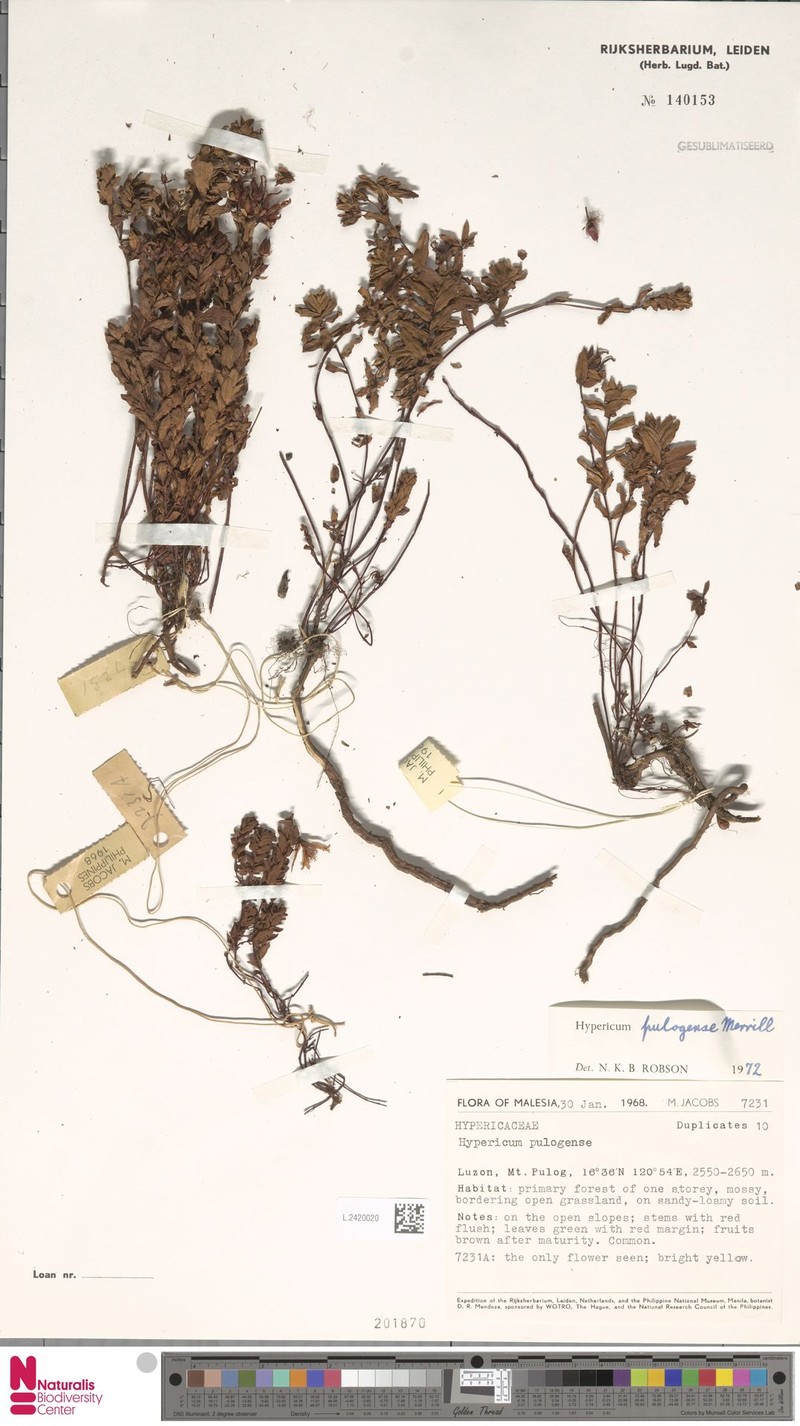 Hypericum pulogense photo 4