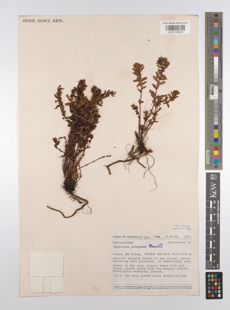 Hypericum pulogense photo 5