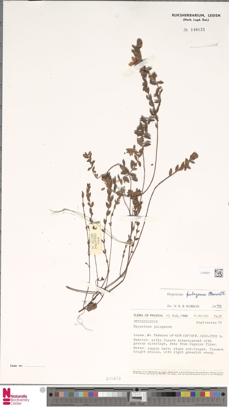 Hypericum pulogense photo 6