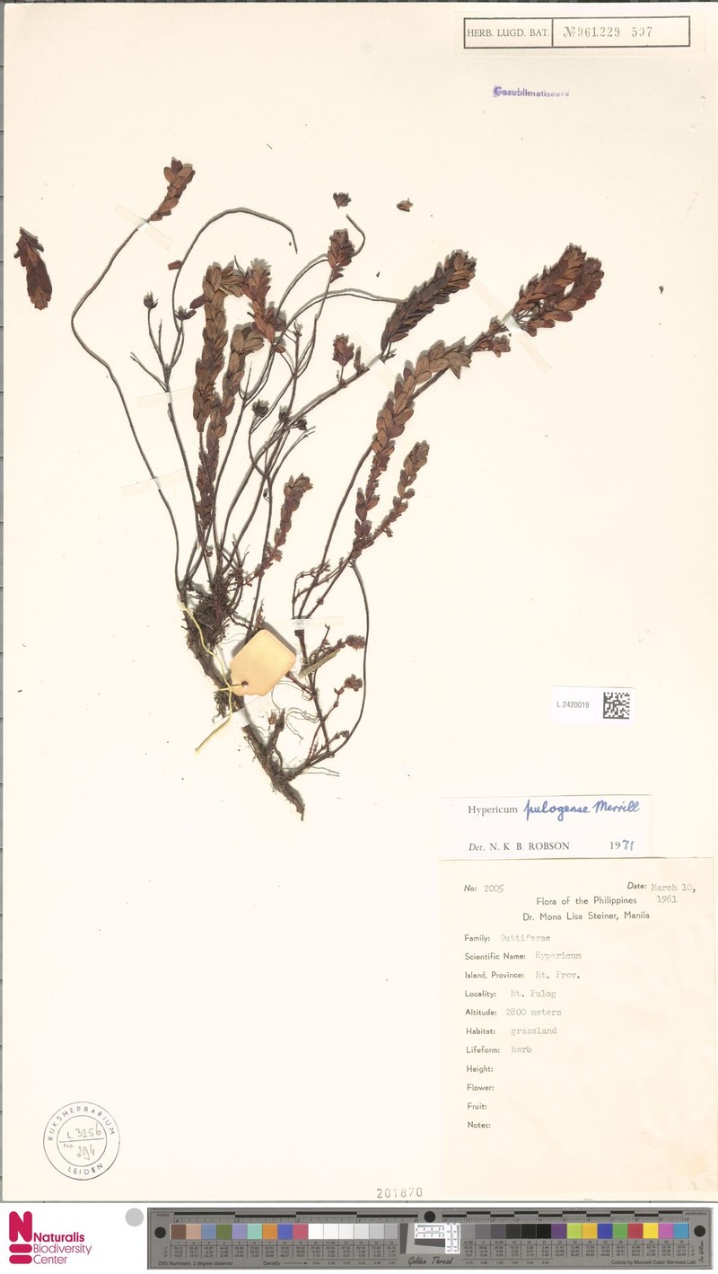Hypericum pulogense photo 8