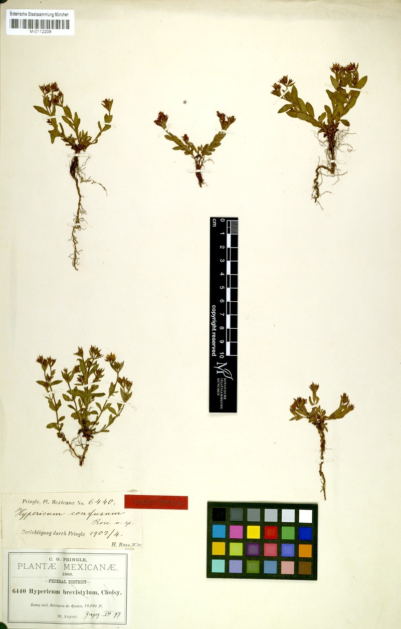 Hypericum pumilum photo 7