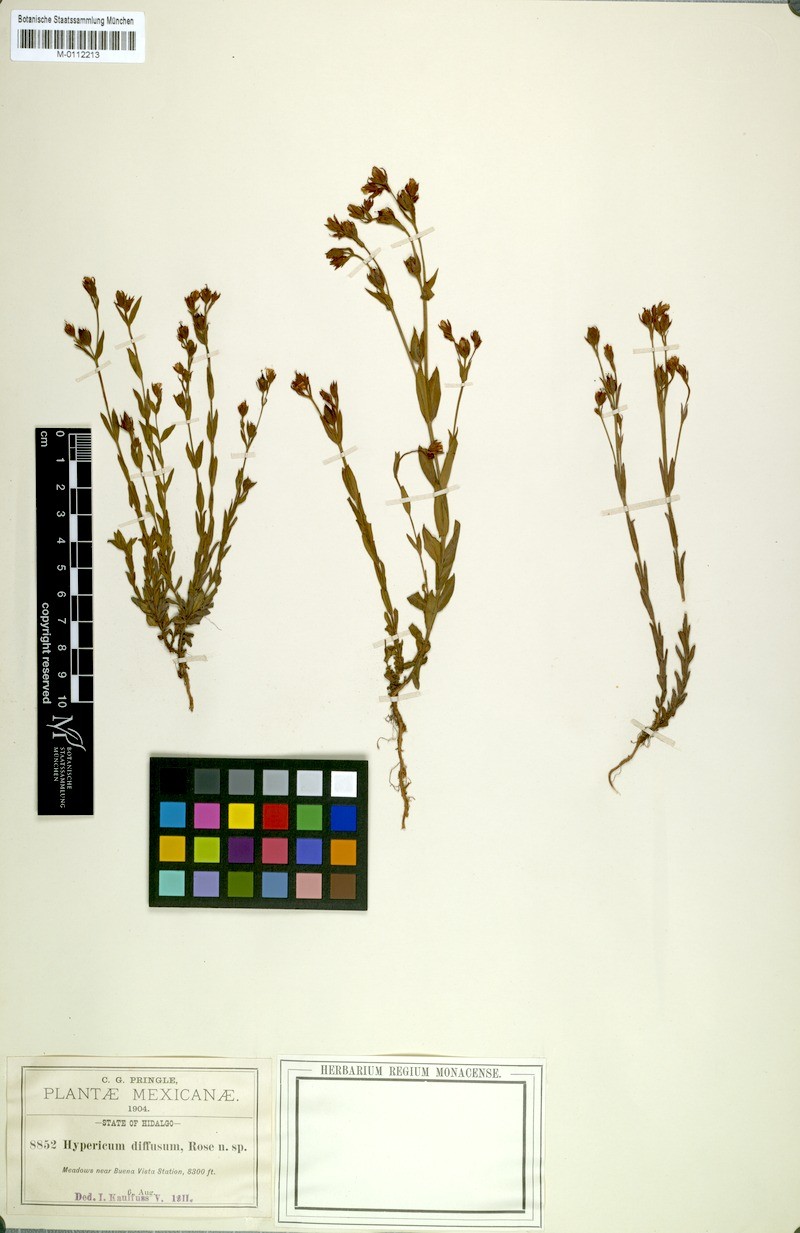 Hypericum pumilum subsp. diffusum