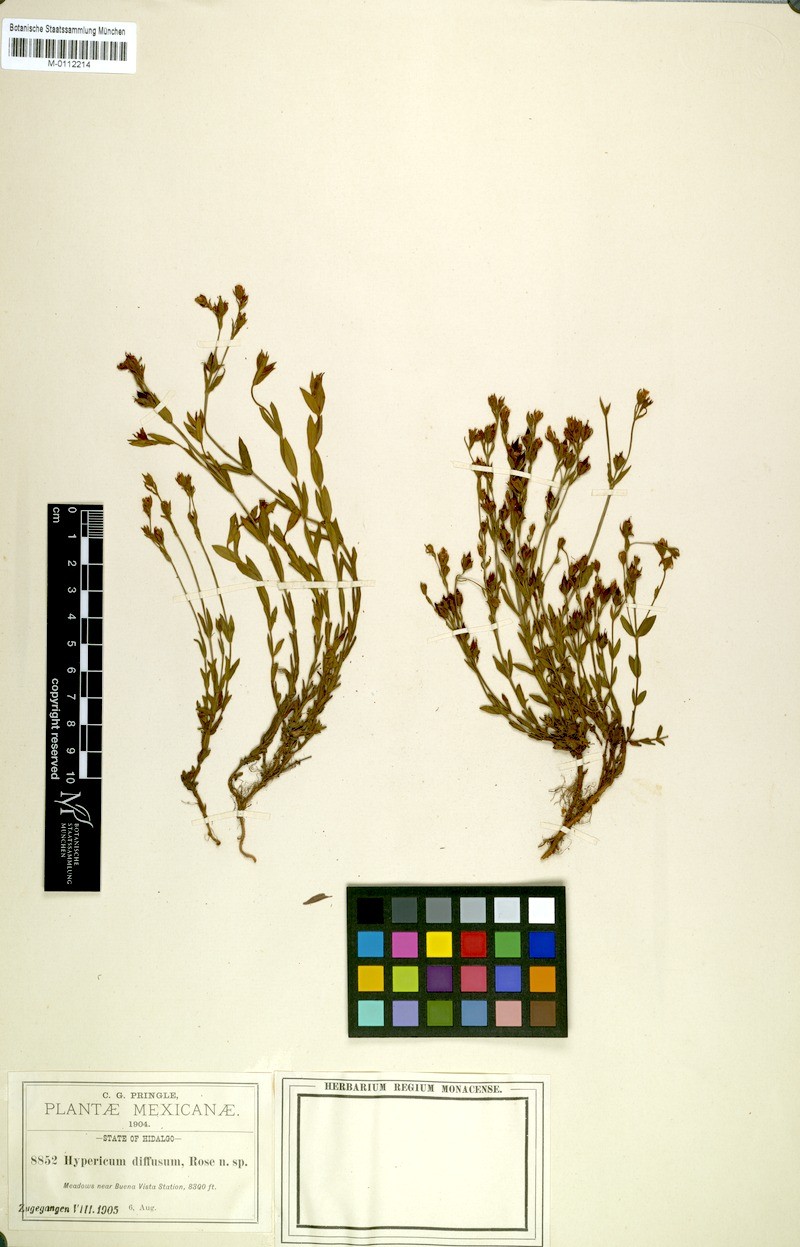 Hypericum pumilum subsp. diffusum photo 2