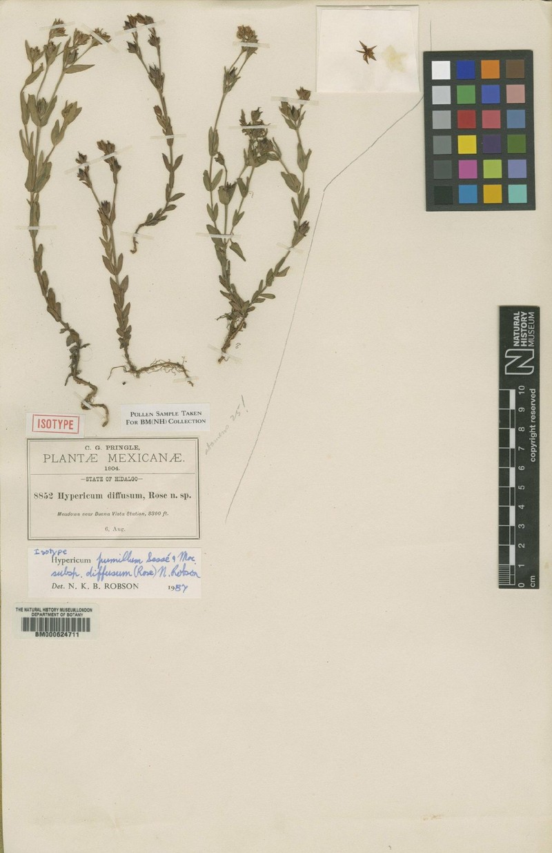 Hypericum pumilum subsp. diffusum photo 3