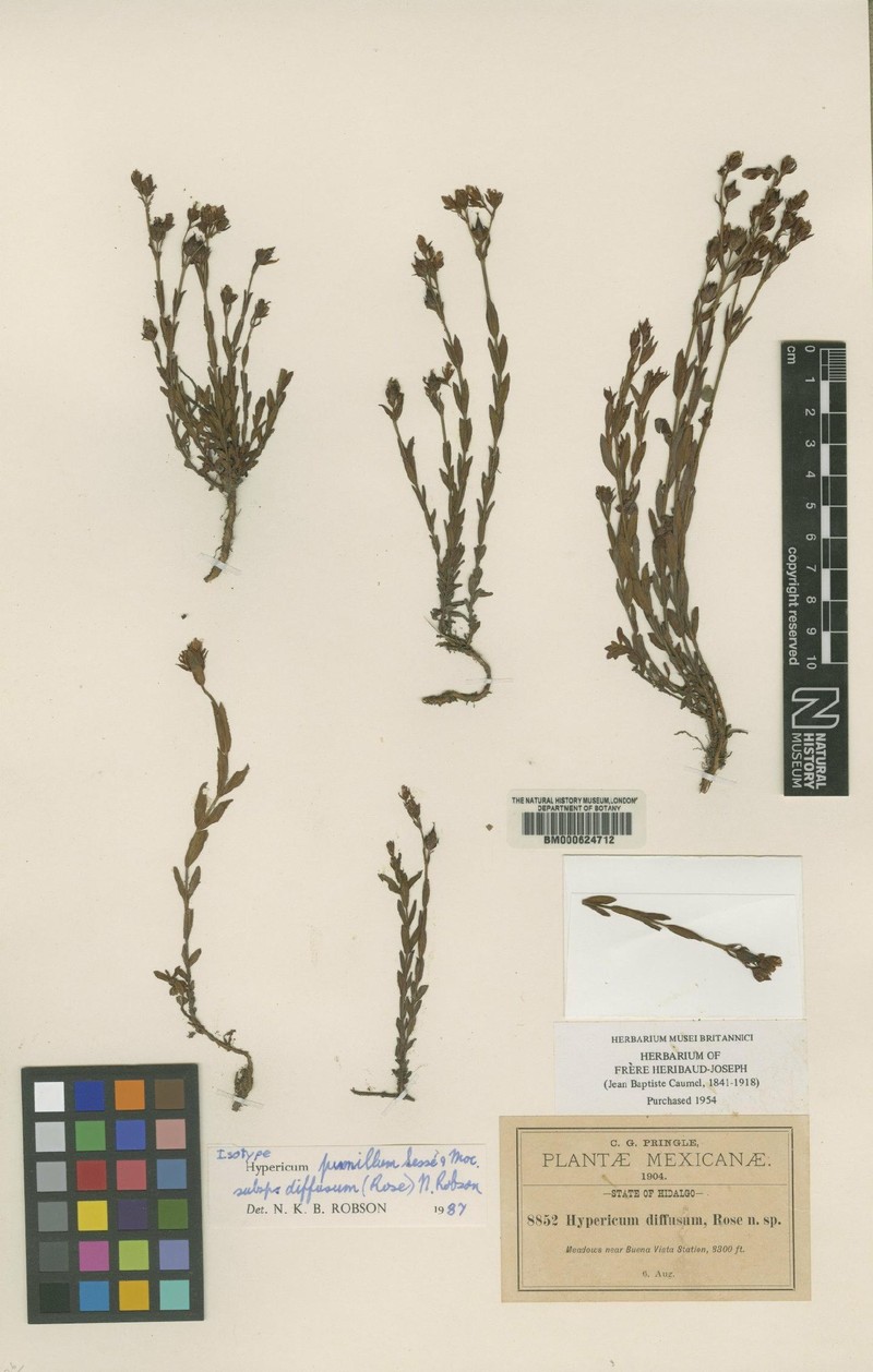 Hypericum pumilum subsp. diffusum photo 4