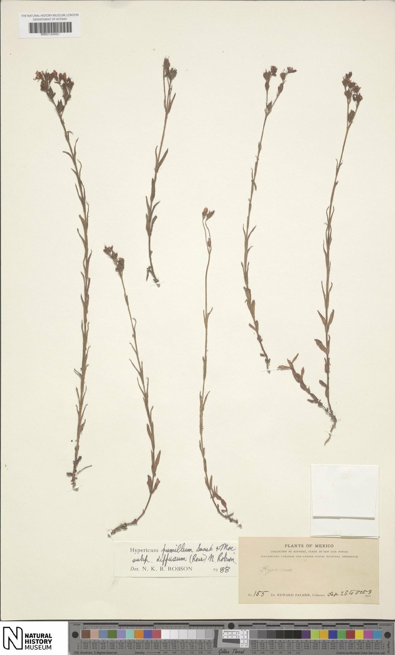Hypericum pumilum subsp. diffusum photo 5