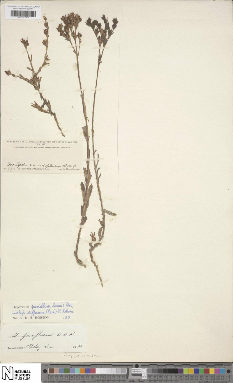 Hypericum pumilum subsp. diffusum photo 7