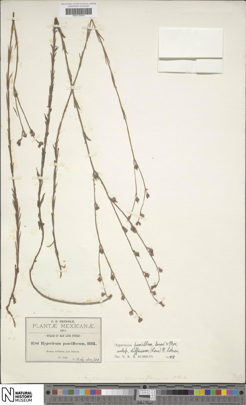 Hypericum pumilum subsp. diffusum photo 8