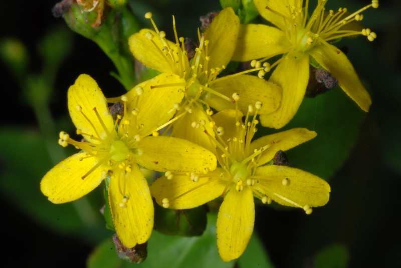 Spotted St. Johnswort photo 2