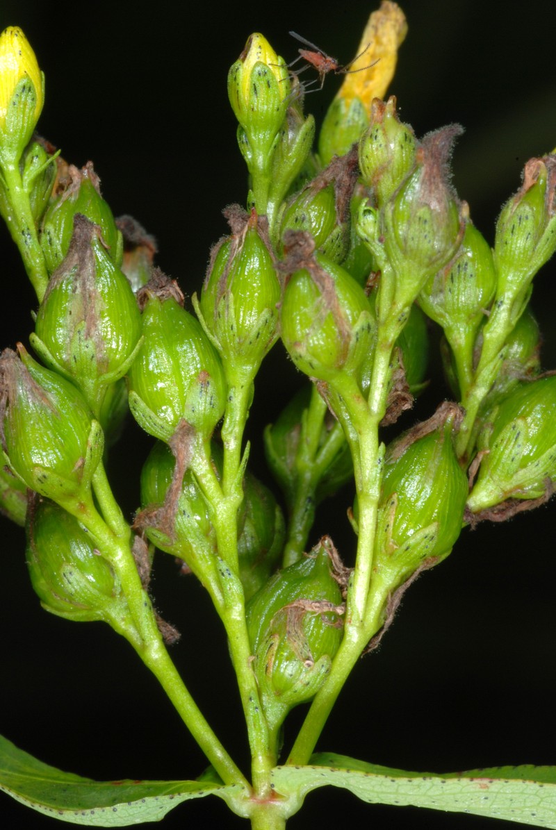 Spotted St. Johnswort photo 3
