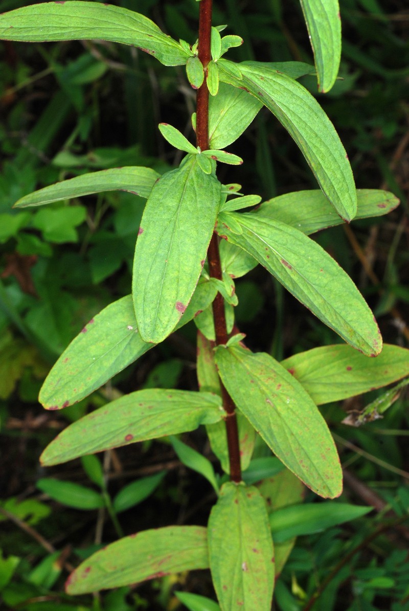 Spotted St. Johnswort photo 4