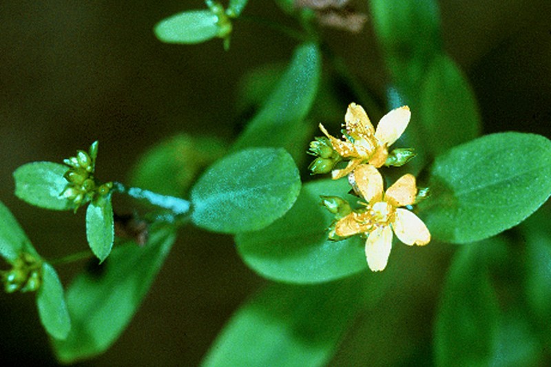 Spotted St. Johnswort photo 5