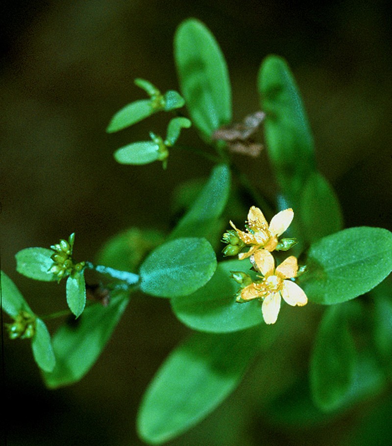 Spotted St. Johnswort photo 6