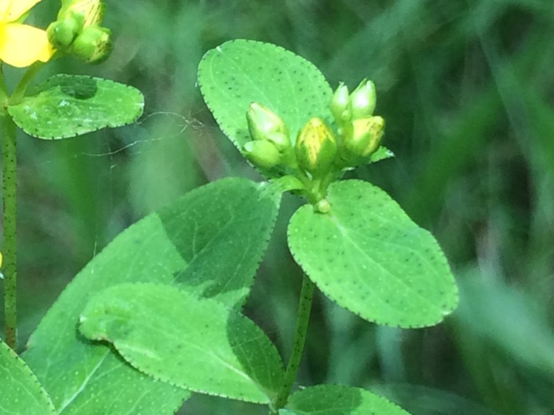 Spotted St. Johnswort photo 7