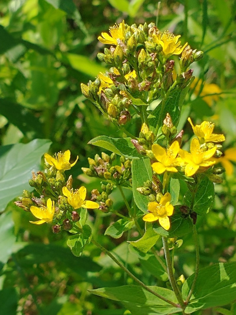 Spotted St. Johnswort photo 2