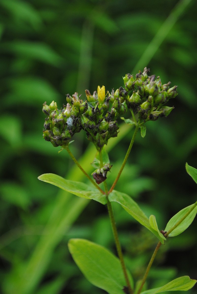 Spotted St. Johnswort photo 3