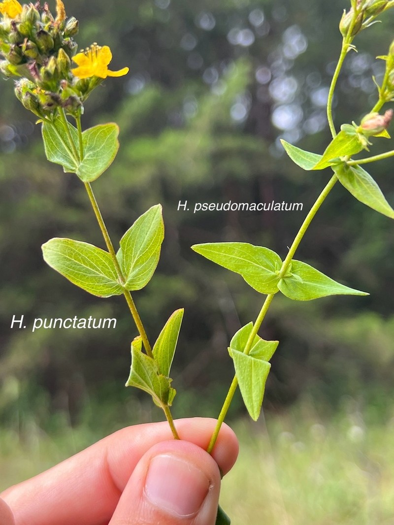 Spotted St. Johnswort photo 4