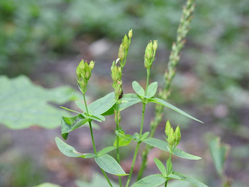 Spotted St. Johnswort photo 5