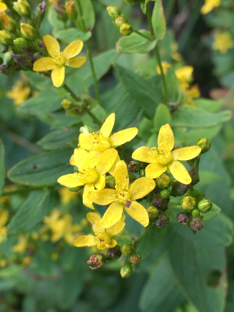 Spotted St. Johnswort photo 6