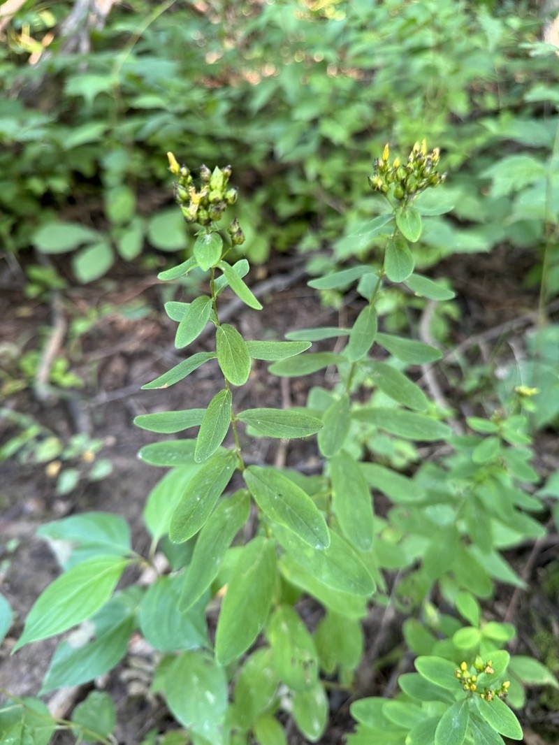 Spotted St. Johnswort photo 7