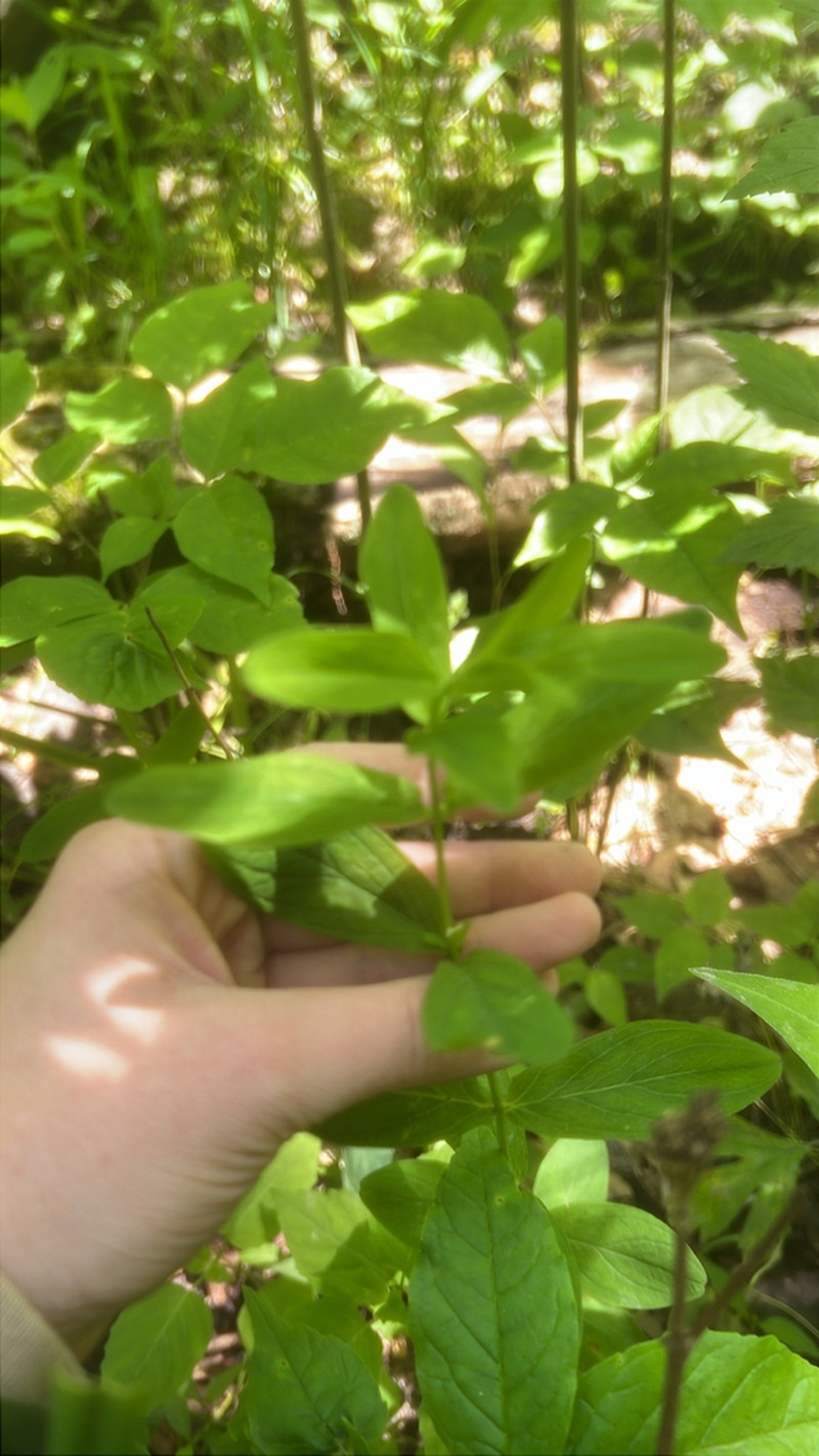 Spotted St. Johnswort photo 8