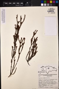 Hypericum pycnophyllum