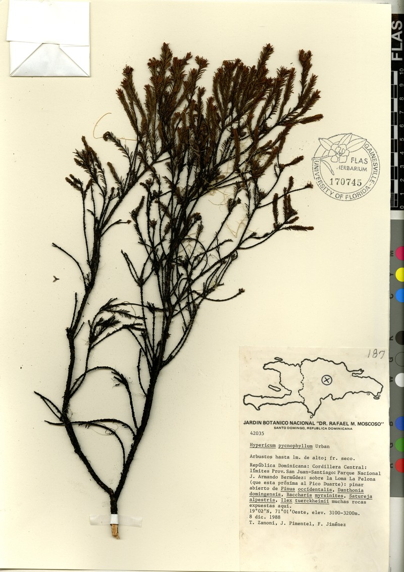 Hypericum pycnophyllum photo 2