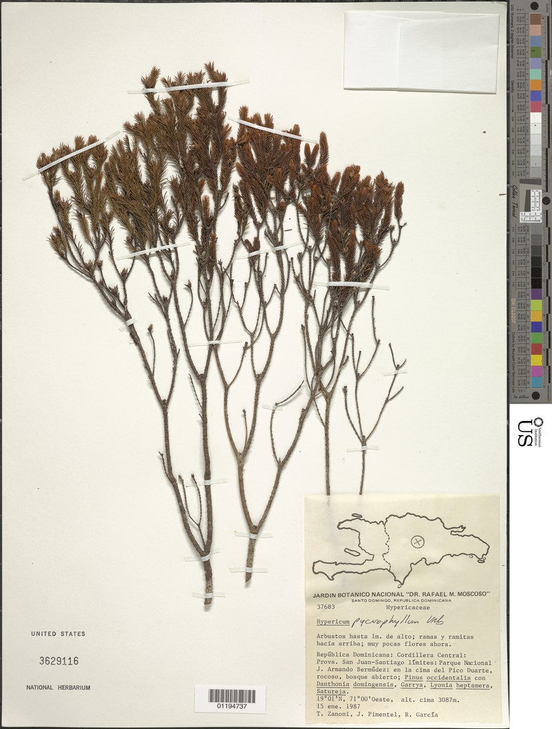 Hypericum pycnophyllum photo 3