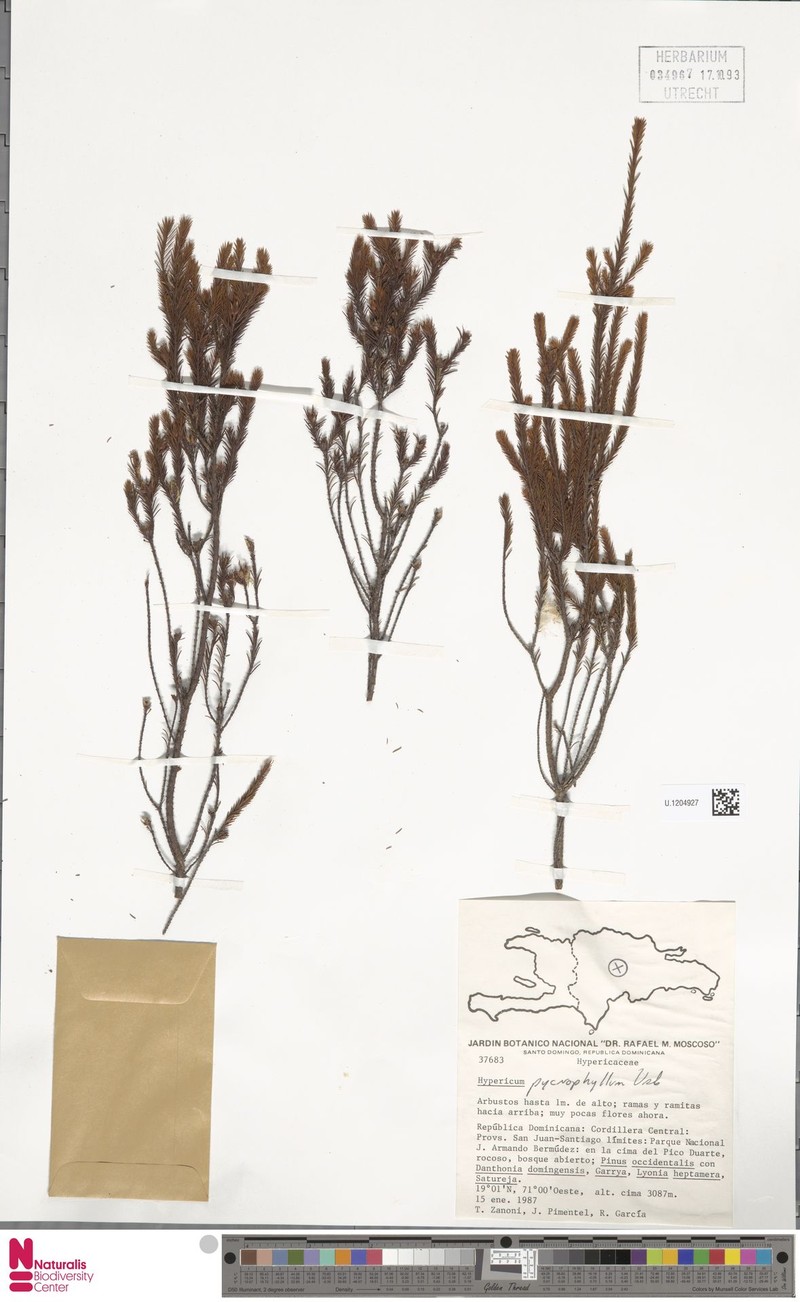 Hypericum pycnophyllum photo 4