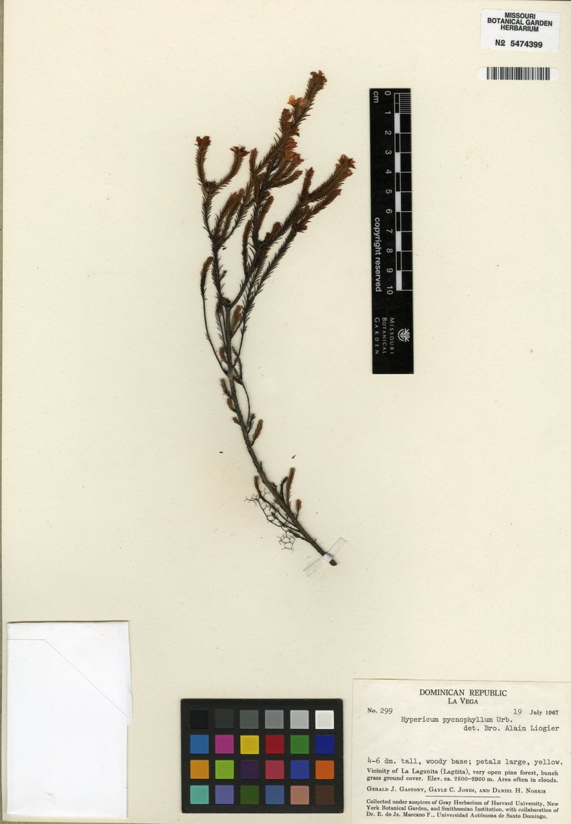 Hypericum pycnophyllum photo 5